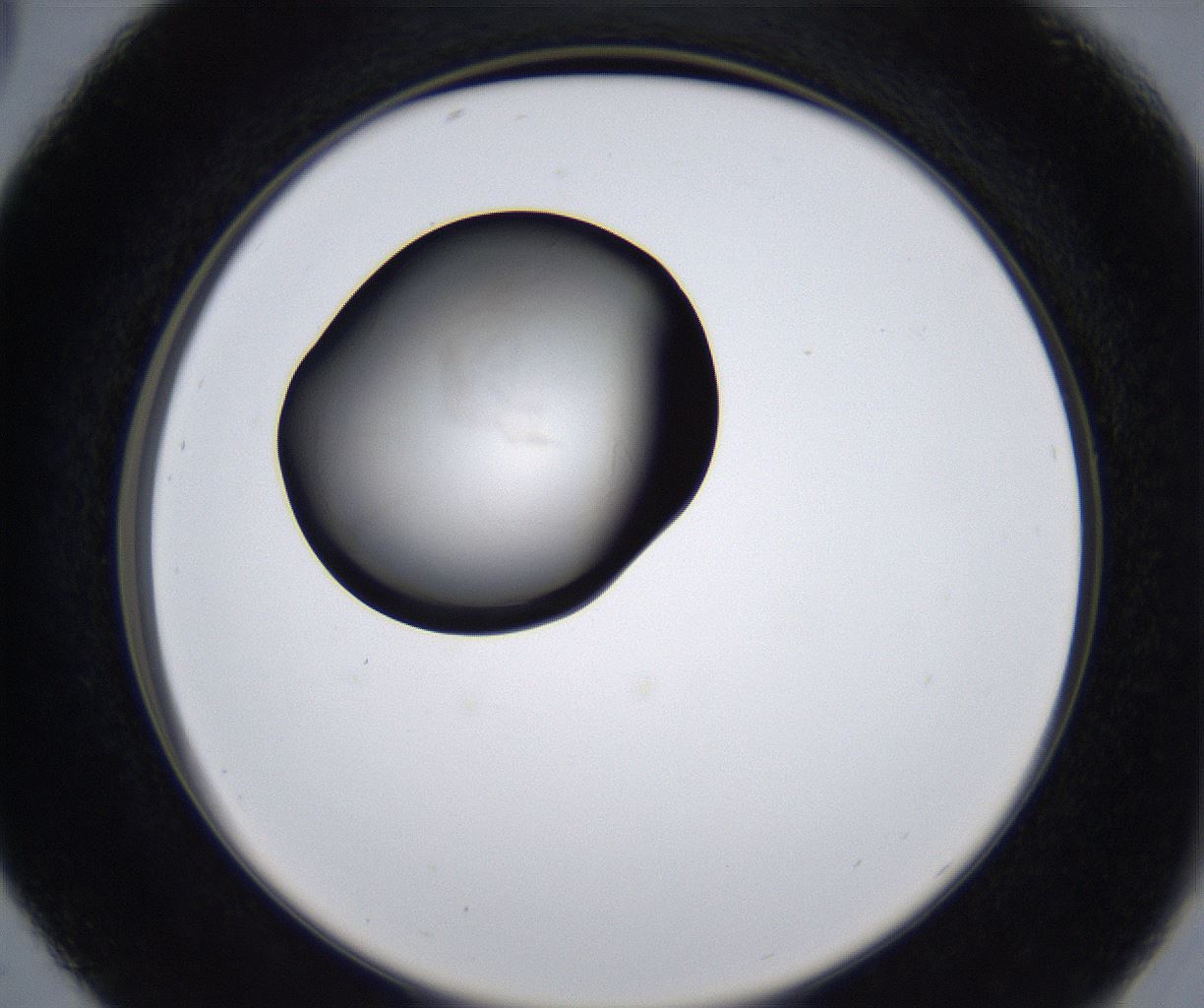 folderID281_plateID2281_batchID10796_wellNum29_profileID1_d2_r159463_ef.jpg
