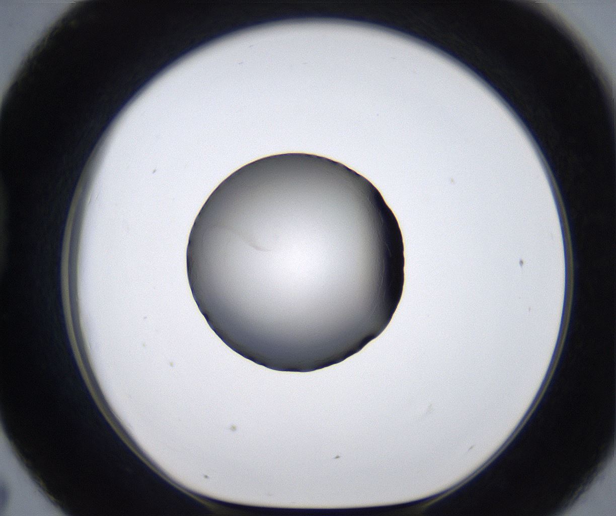 folderID281_plateID2281_batchID10796_wellNum43_profileID1_d1_r159490_ef.jpg
