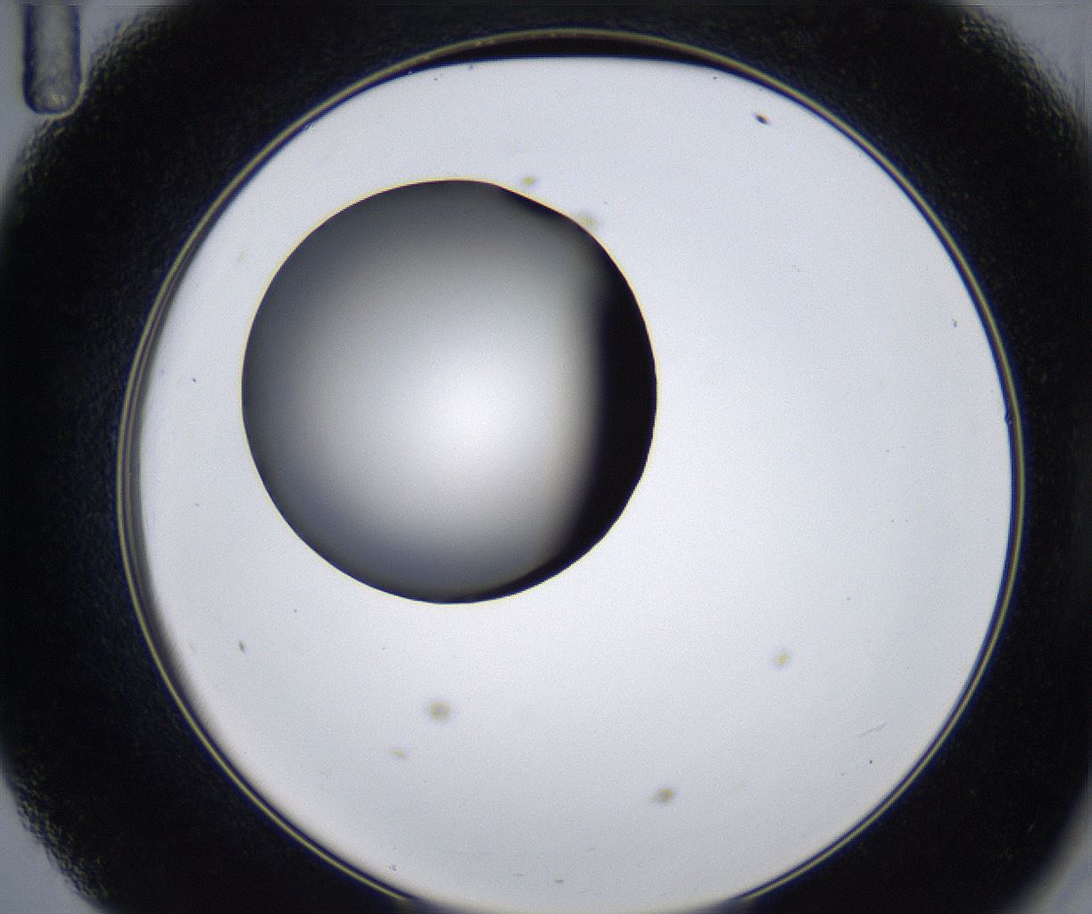 folderID281_plateID2281_batchID10796_wellNum47_profileID1_d2_r159499_ef.jpg