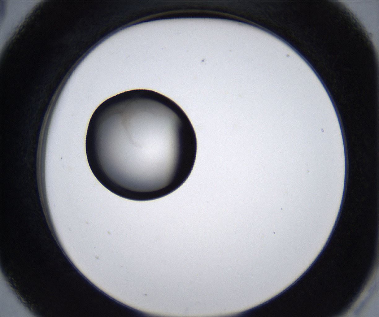 folderID281_plateID2281_batchID10796_wellNum5_profileID1_d2_r159415_ef.jpg