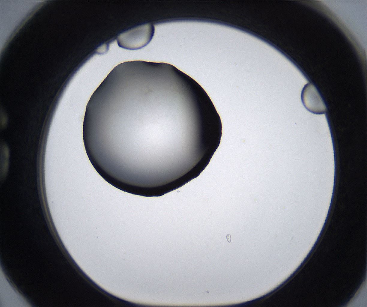 folderID281_plateID2281_batchID10796_wellNum78_profileID1_d1_r159560_ef.jpg