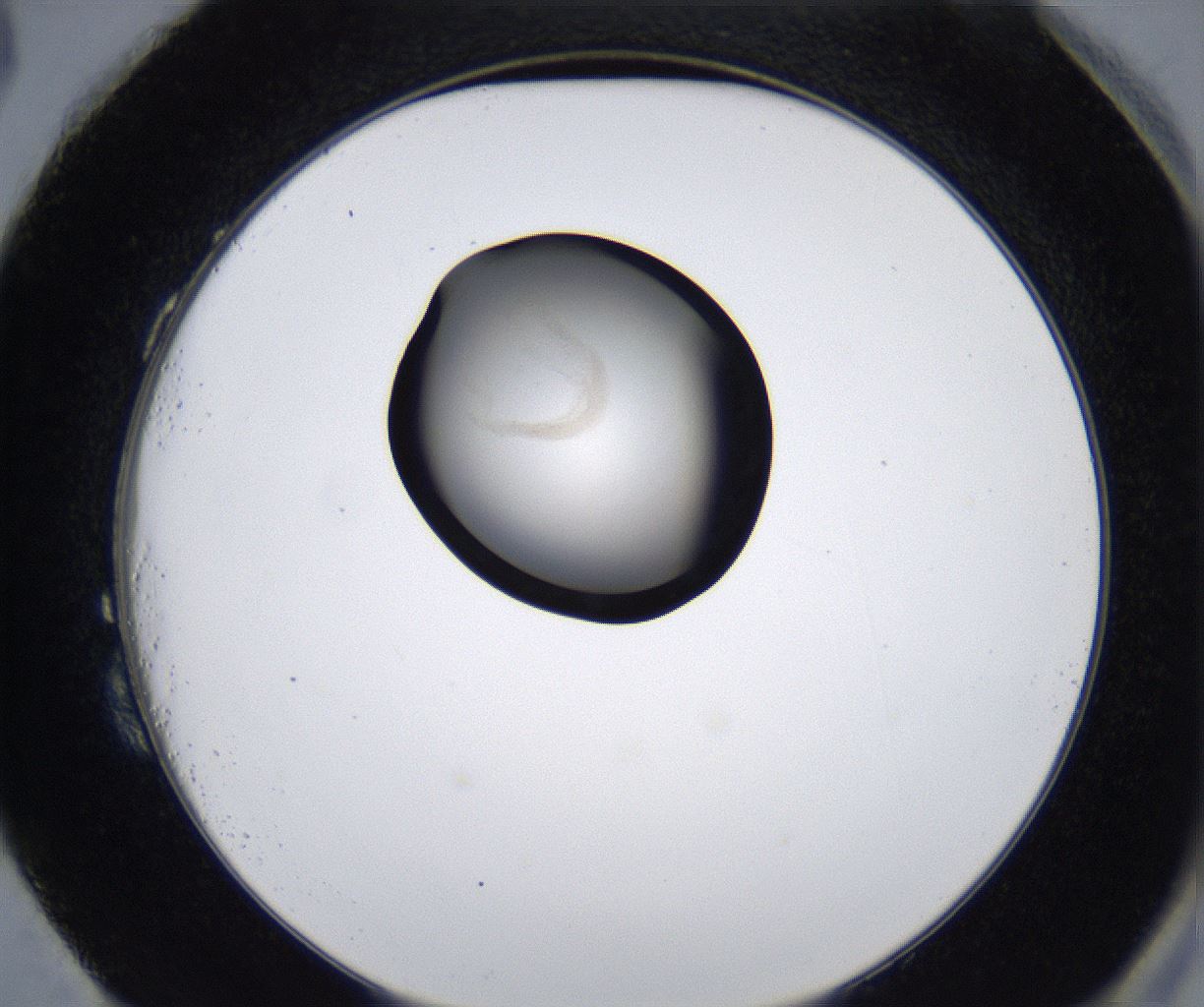folderID281_plateID2281_batchID10796_wellNum87_profileID1_d2_r159579_ef.jpg