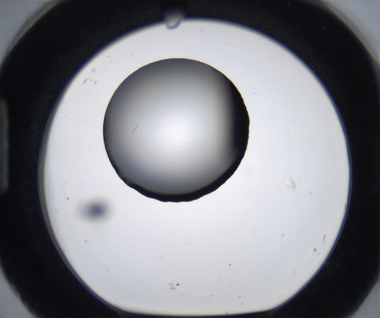 folderID281_plateID2281_batchID10796_wellNum92_profileID1_d1_r159588_ef.jpg