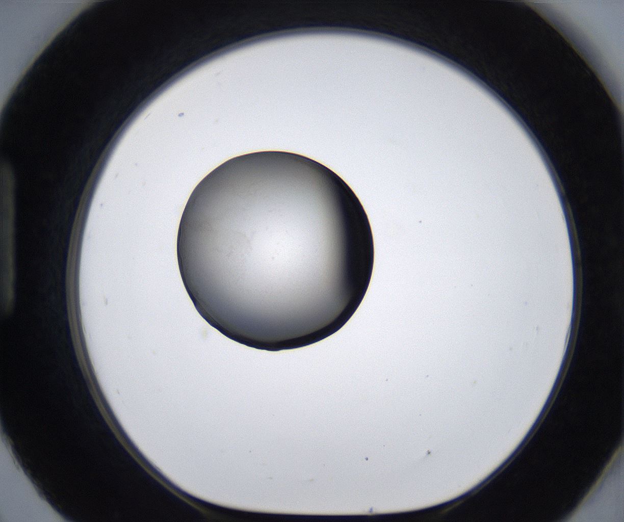 folderID281_plateID2281_batchID10796_wellNum93_profileID1_d1_r159590_ef.jpg