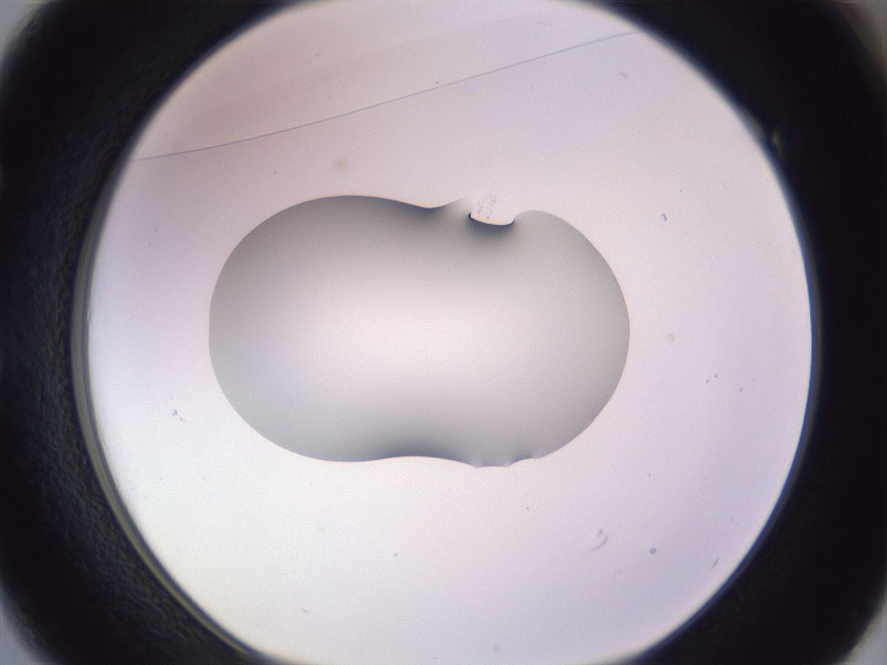 folderID282_plateID1282_batchID4176_wellNum49_profileID1_d1_r76504_ef.jpg