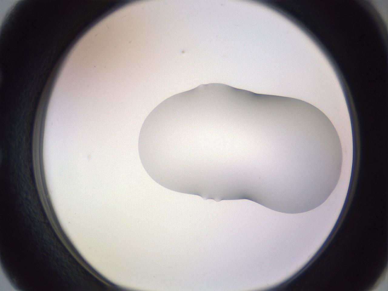 folderID282_plateID1282_batchID4176_wellNum50_profileID1_d1_r76506_ef.jpg