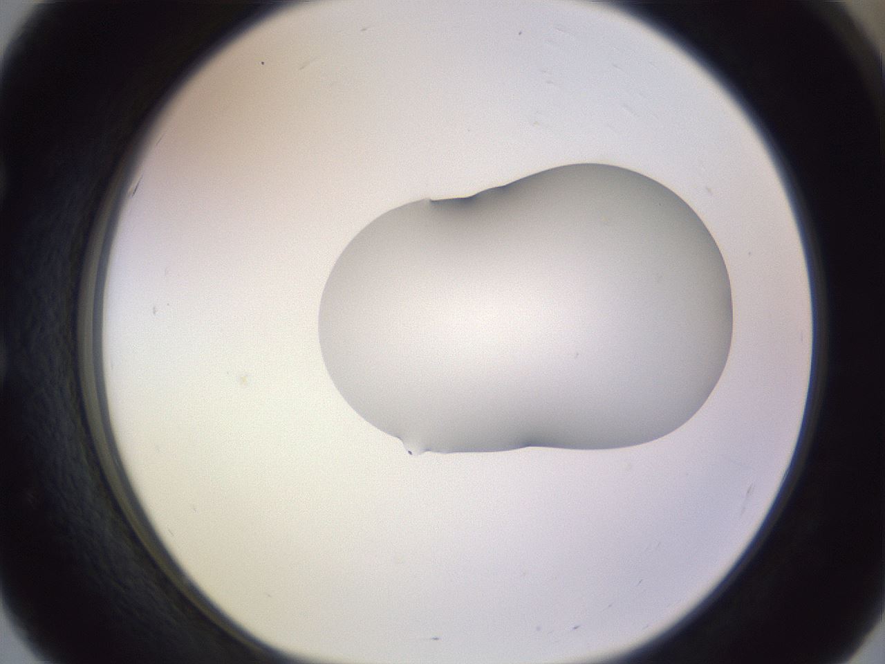 folderID282_plateID1282_batchID4176_wellNum51_profileID1_d1_r76508_ef.jpg