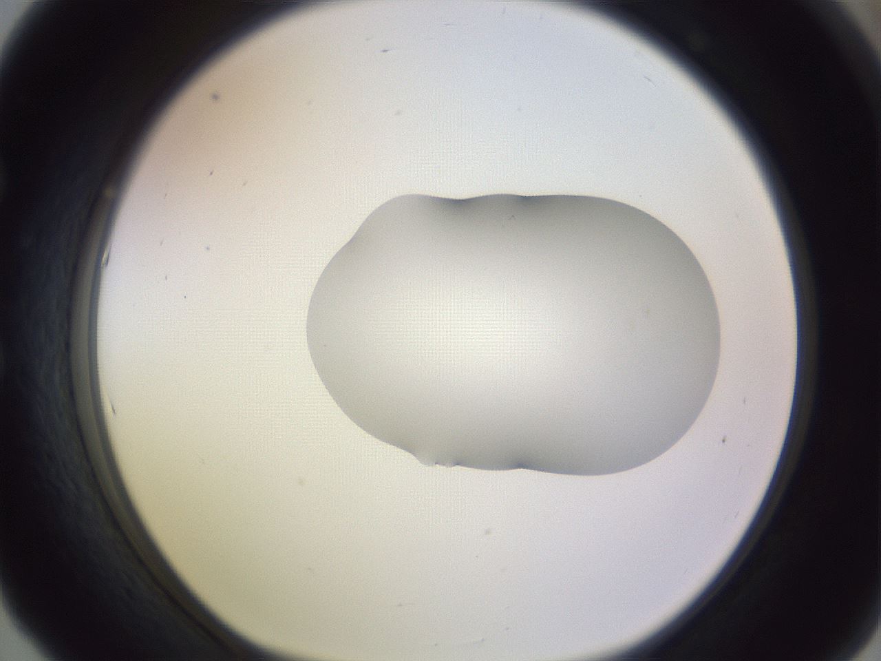 folderID282_plateID1282_batchID4176_wellNum53_profileID1_d1_r76512_ef.jpg