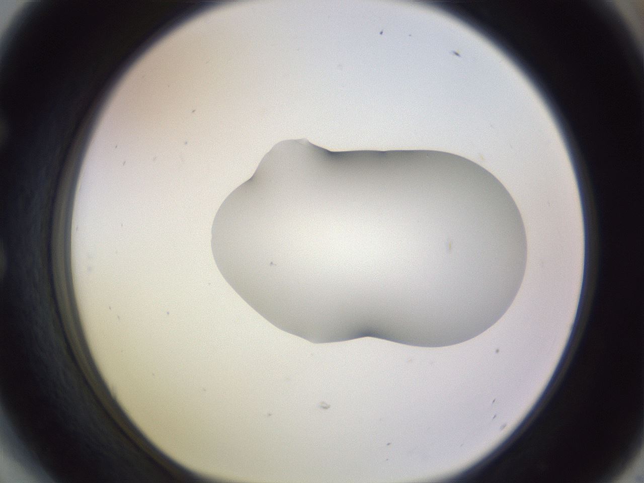 folderID282_plateID1282_batchID4176_wellNum54_profileID1_d1_r76514_ef.jpg