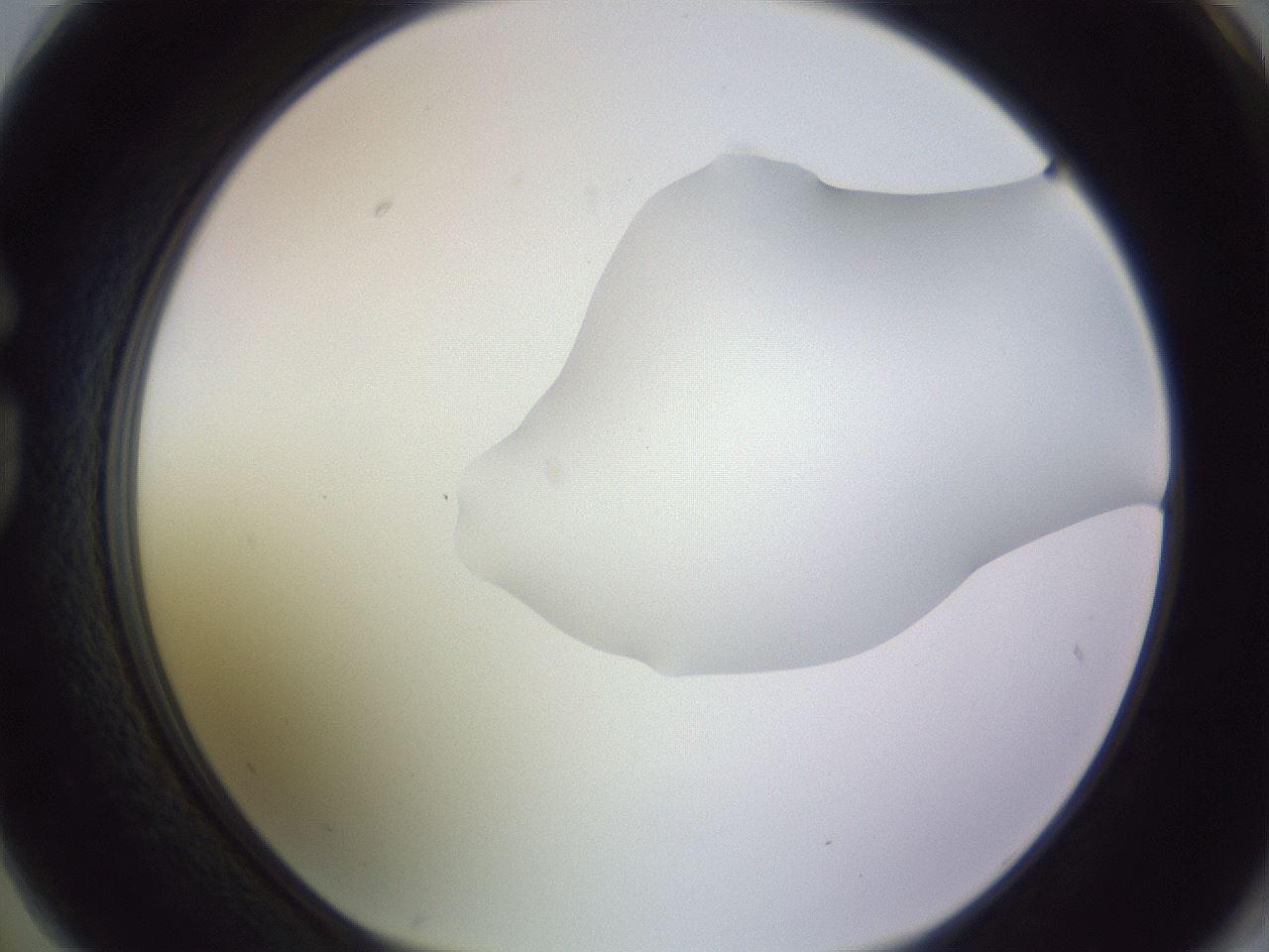 folderID282_plateID1282_batchID4176_wellNum74_profileID1_d1_r76554_ef.jpg