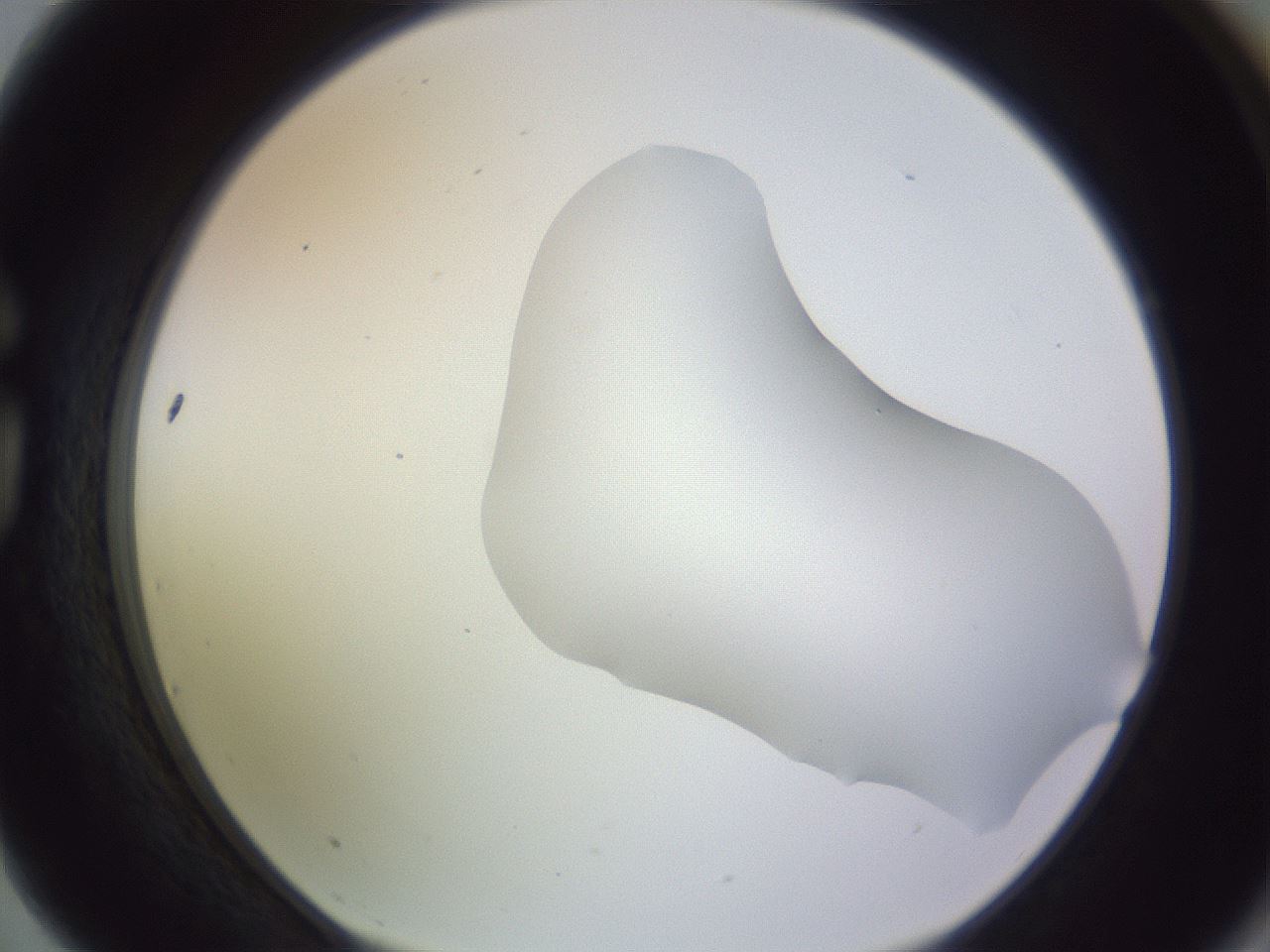 folderID282_plateID1282_batchID4176_wellNum75_profileID1_d1_r76556_ef.jpg
