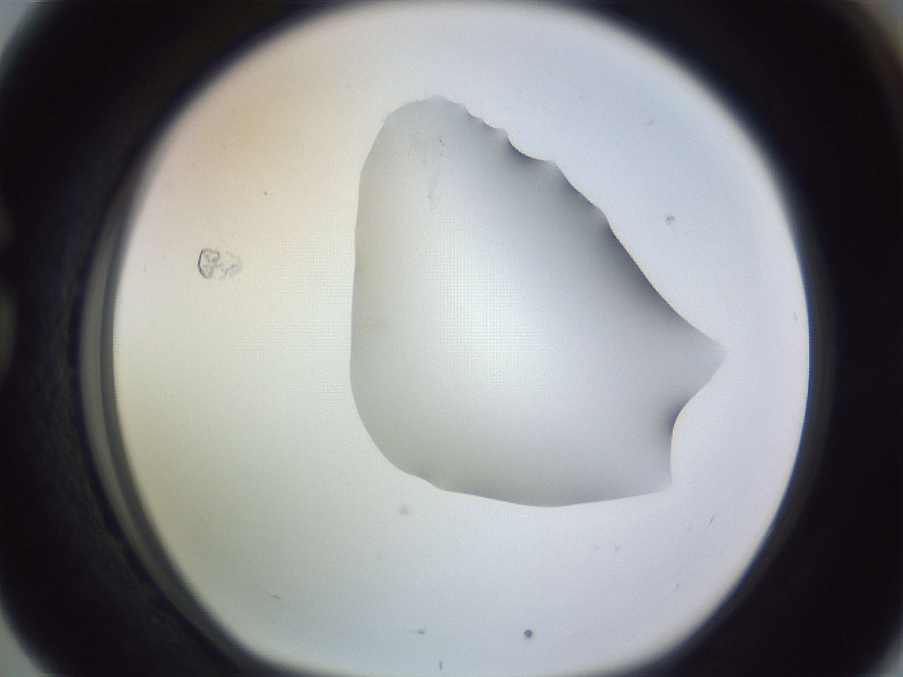 folderID282_plateID1282_batchID4176_wellNum76_profileID1_d1_r76558_ef.jpg