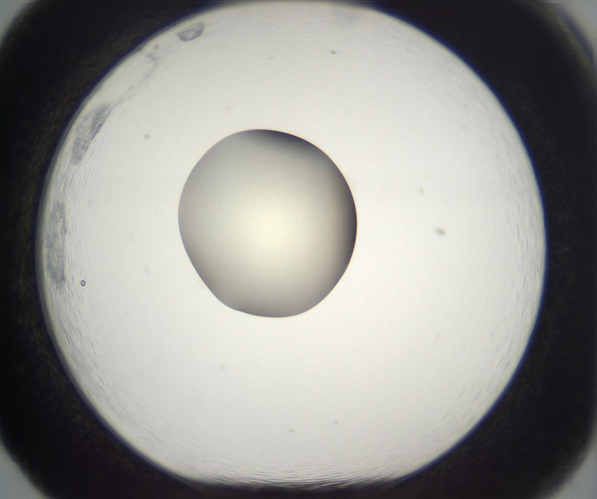 folderID282_plateID2282_batchID10837_wellNum65_profileID1_d1_r160238_ef.jpg
