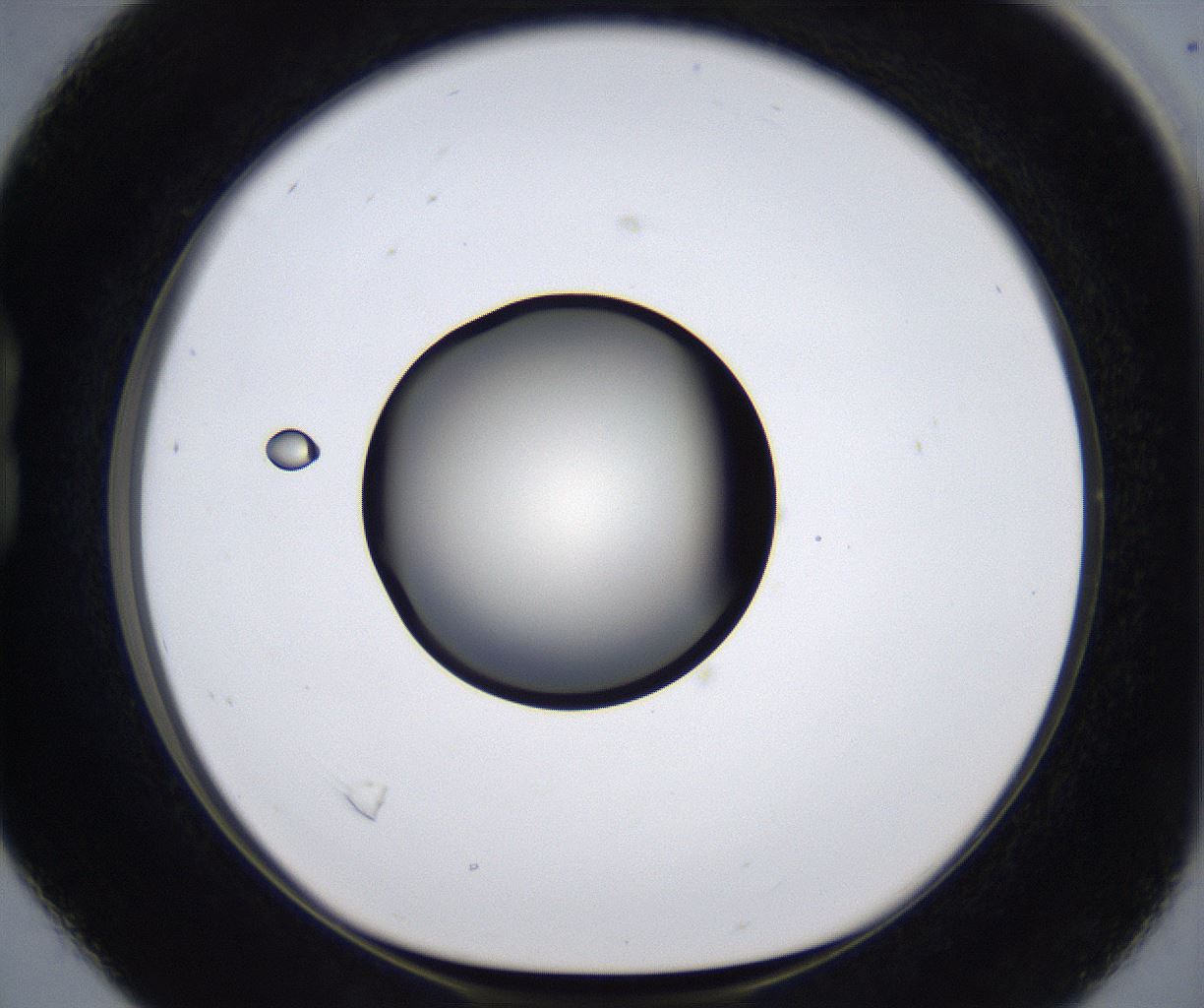 folderID283_plateID2283_batchID10811_wellNum16_profileID1_d1_r159613_ef.jpg