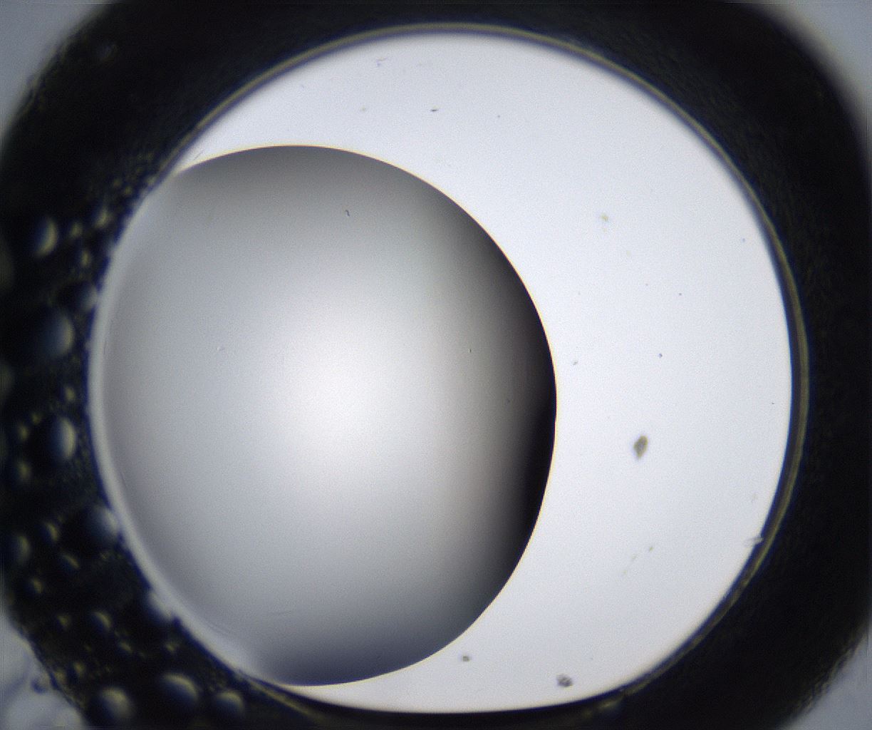 folderID283_plateID2283_batchID10811_wellNum32_profileID1_d1_r159629_ef.jpg
