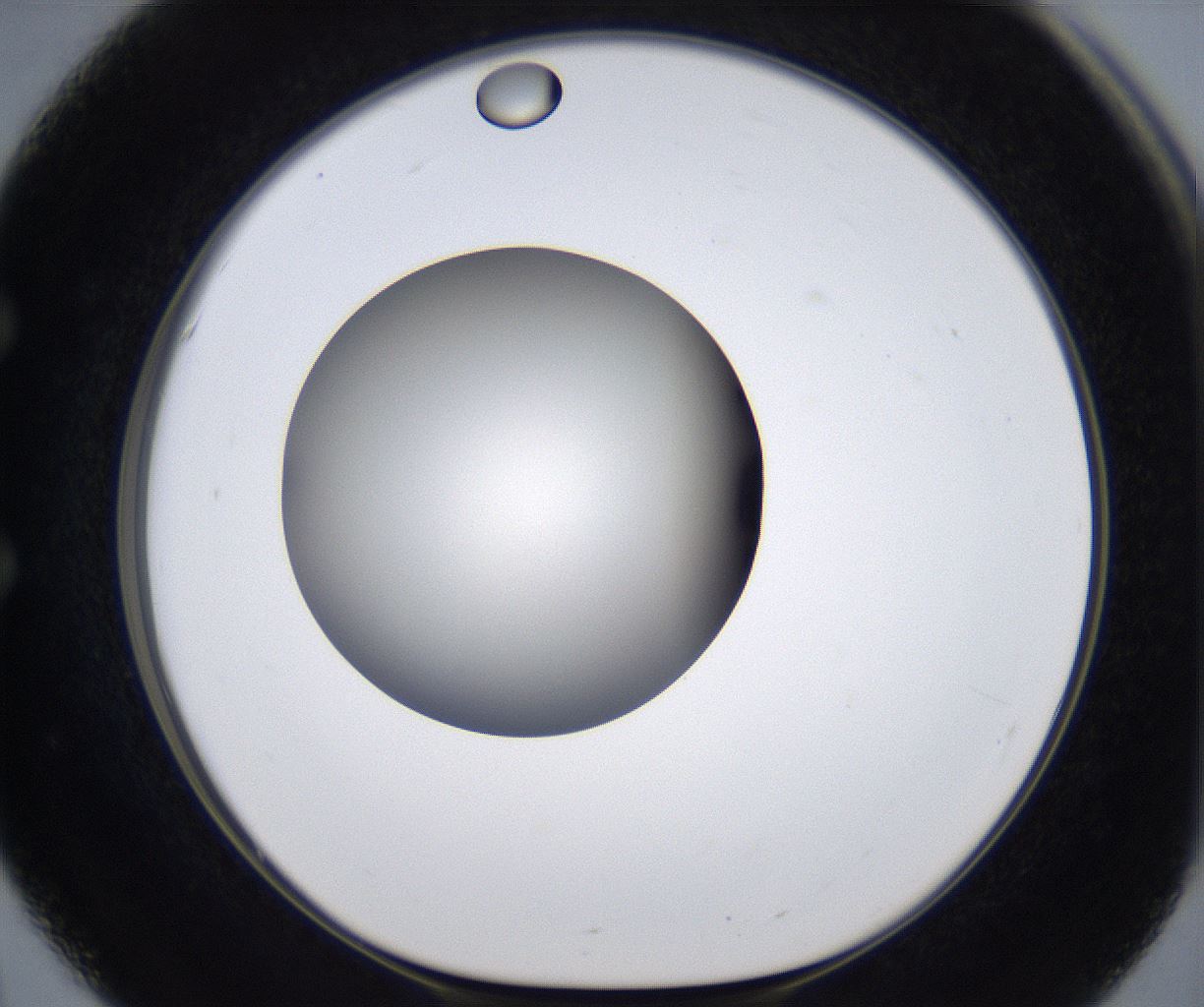 folderID283_plateID2283_batchID10811_wellNum51_profileID1_d1_r159648_ef.jpg