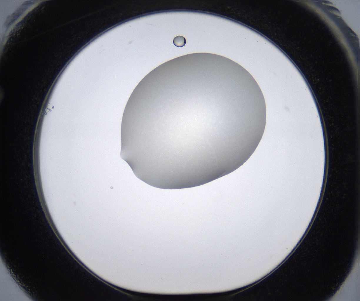 folderID283_plateID2283_batchID10811_wellNum61_profileID1_d1_r159658_ef.jpg