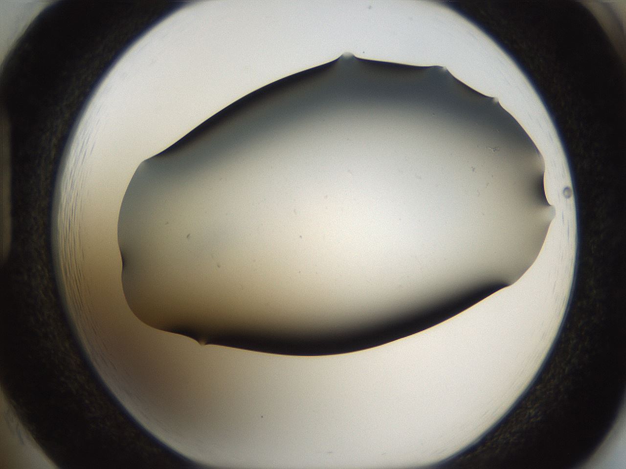 folderID284_plateID1284_batchID4265_wellNum85_profileID1_d1_r77164_ef.jpg