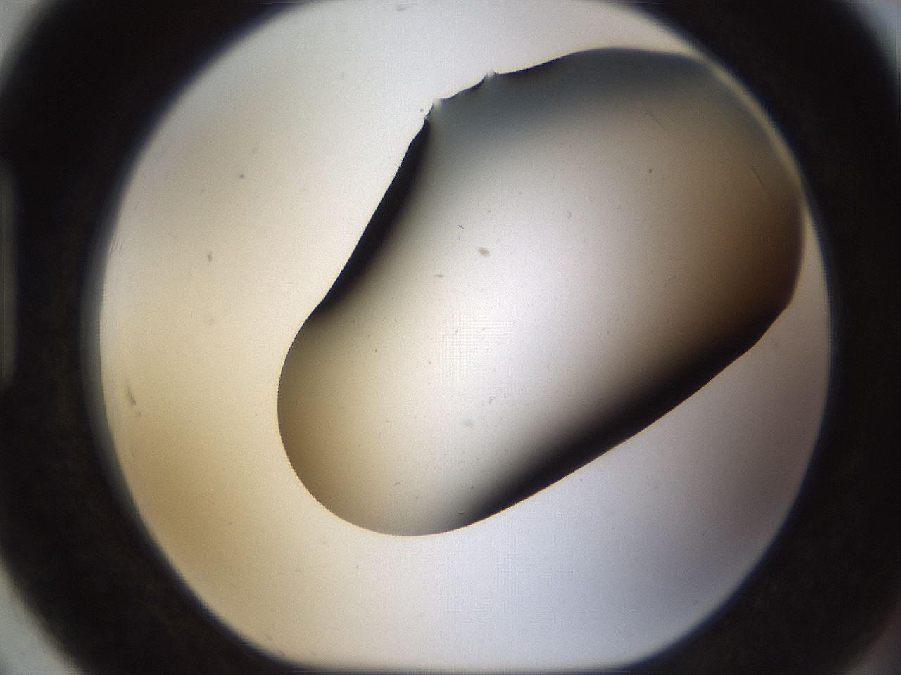 folderID284_plateID1284_batchID4265_wellNum91_profileID1_d1_r77170_ef.jpg
