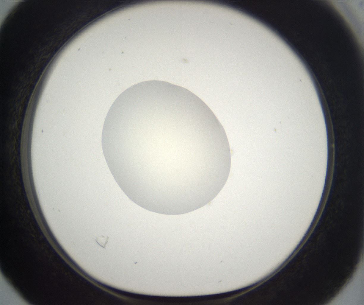 folderID284_plateID2284_batchID10838_wellNum16_profileID1_d1_r160285_ef.jpg