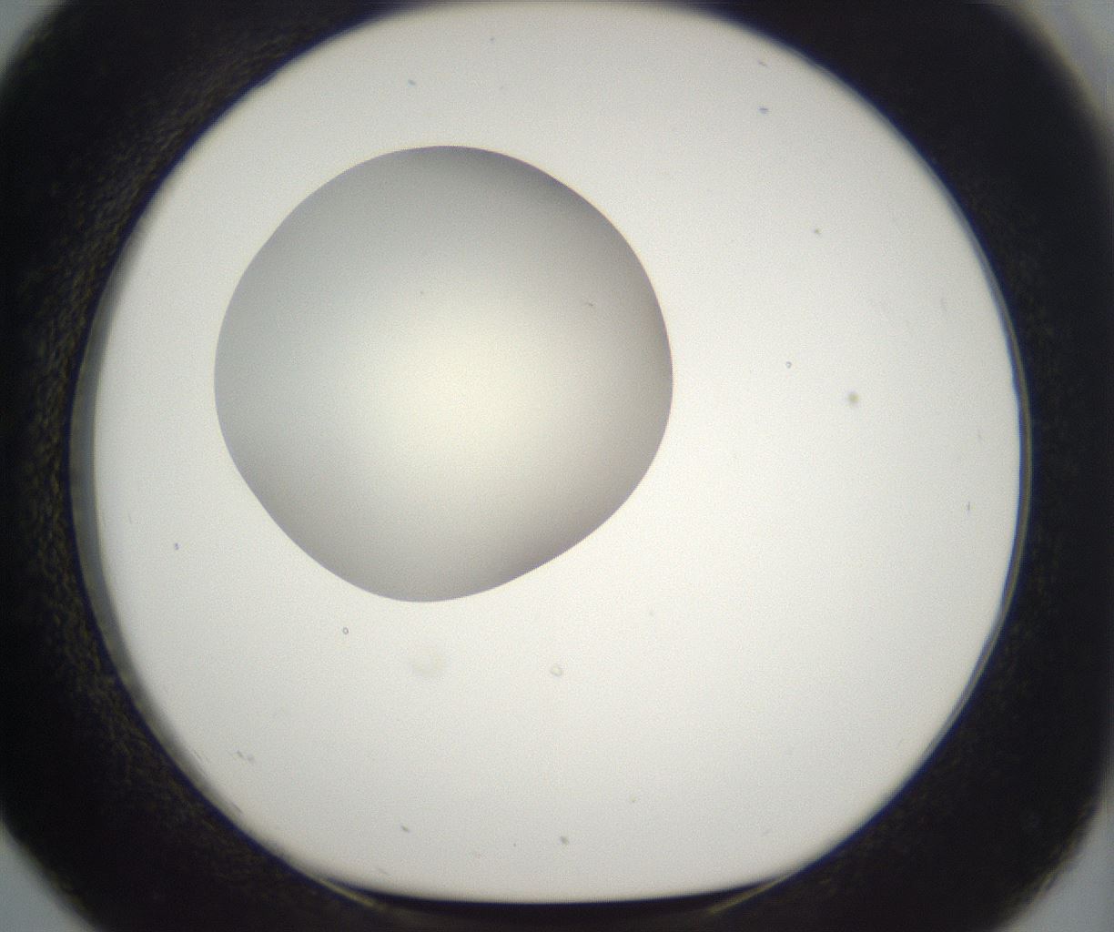folderID284_plateID2284_batchID10838_wellNum26_profileID1_d1_r160295_ef.jpg