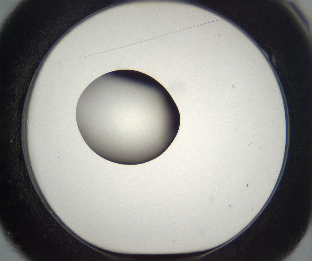 folderID284_plateID2284_batchID10838_wellNum49_profileID1_d1_r160318_ef.jpg