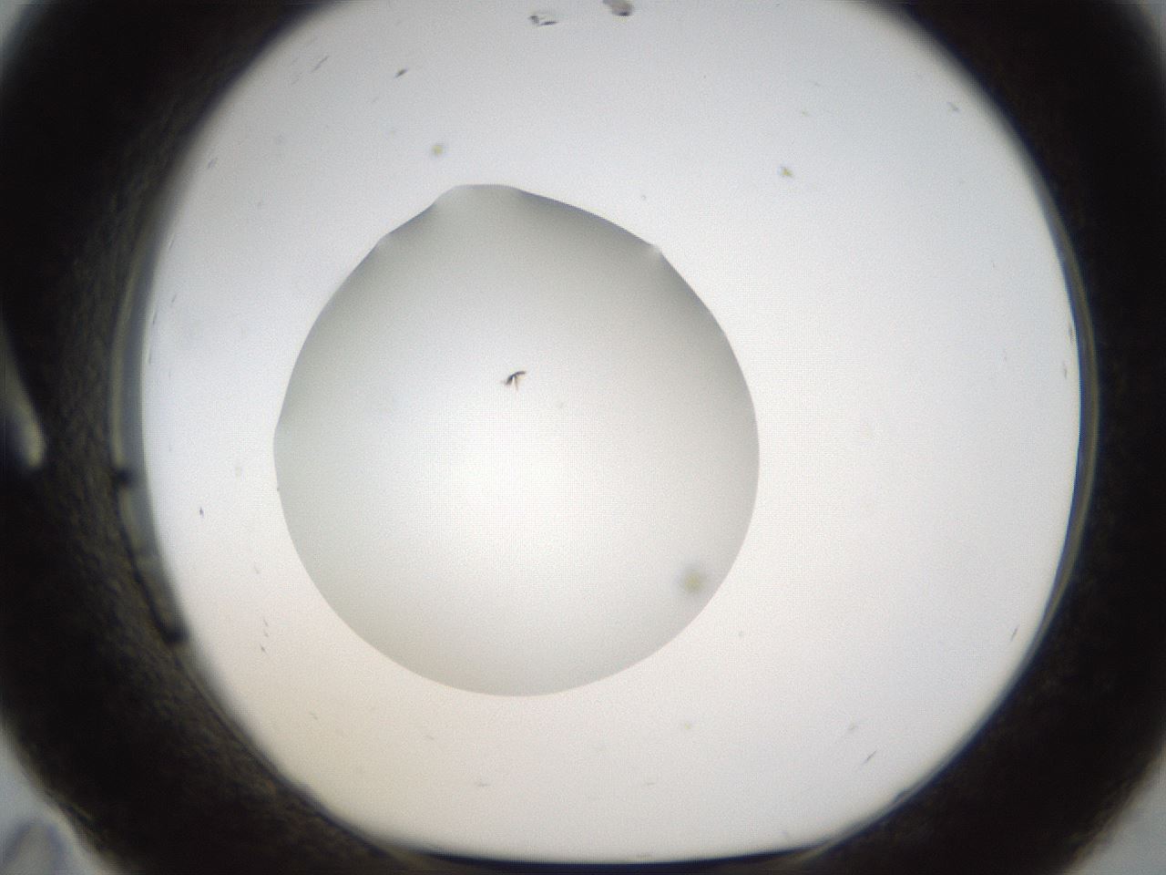 folderID285_plateID1285_batchID4276_wellNum11_profileID1_d1_r77378_ef.jpg