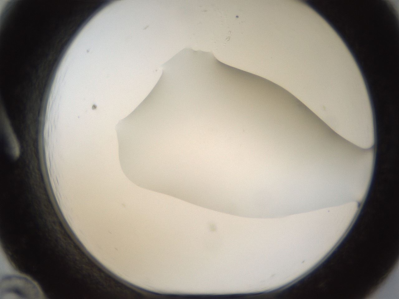 folderID285_plateID1285_batchID4276_wellNum12_profileID1_d1_r77379_ef.jpg