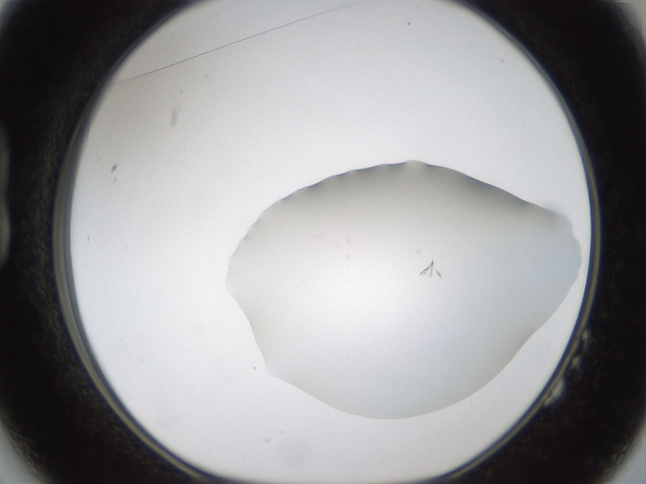 folderID285_plateID1285_batchID4276_wellNum14_profileID1_d1_r77381_ef.jpg