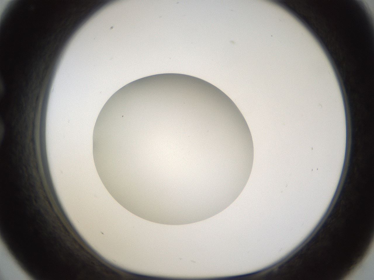 folderID285_plateID1285_batchID4276_wellNum33_profileID1_d1_r77400_ef.jpg
