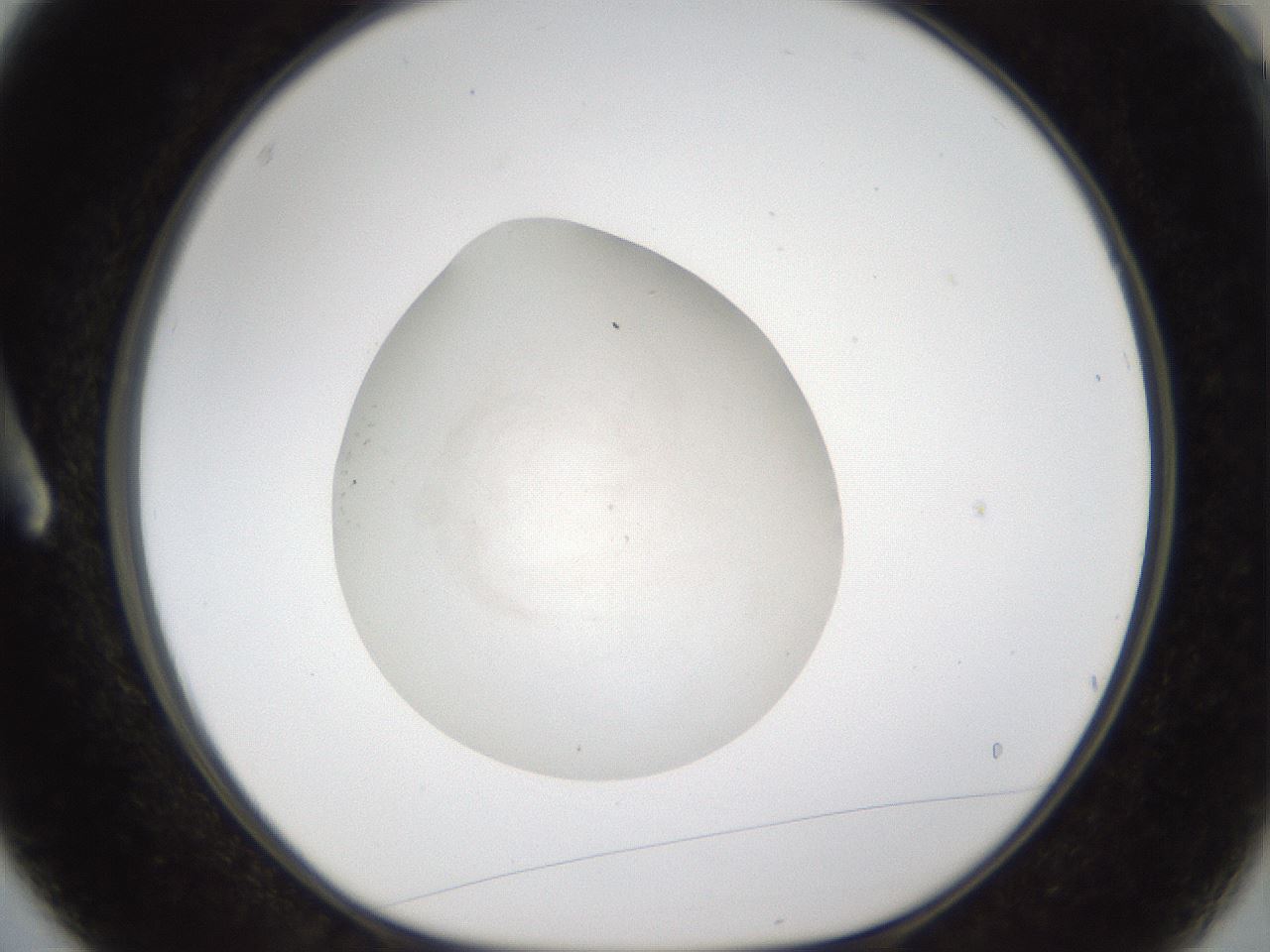 folderID285_plateID1285_batchID4276_wellNum3_profileID1_d1_r77370_ef.jpg