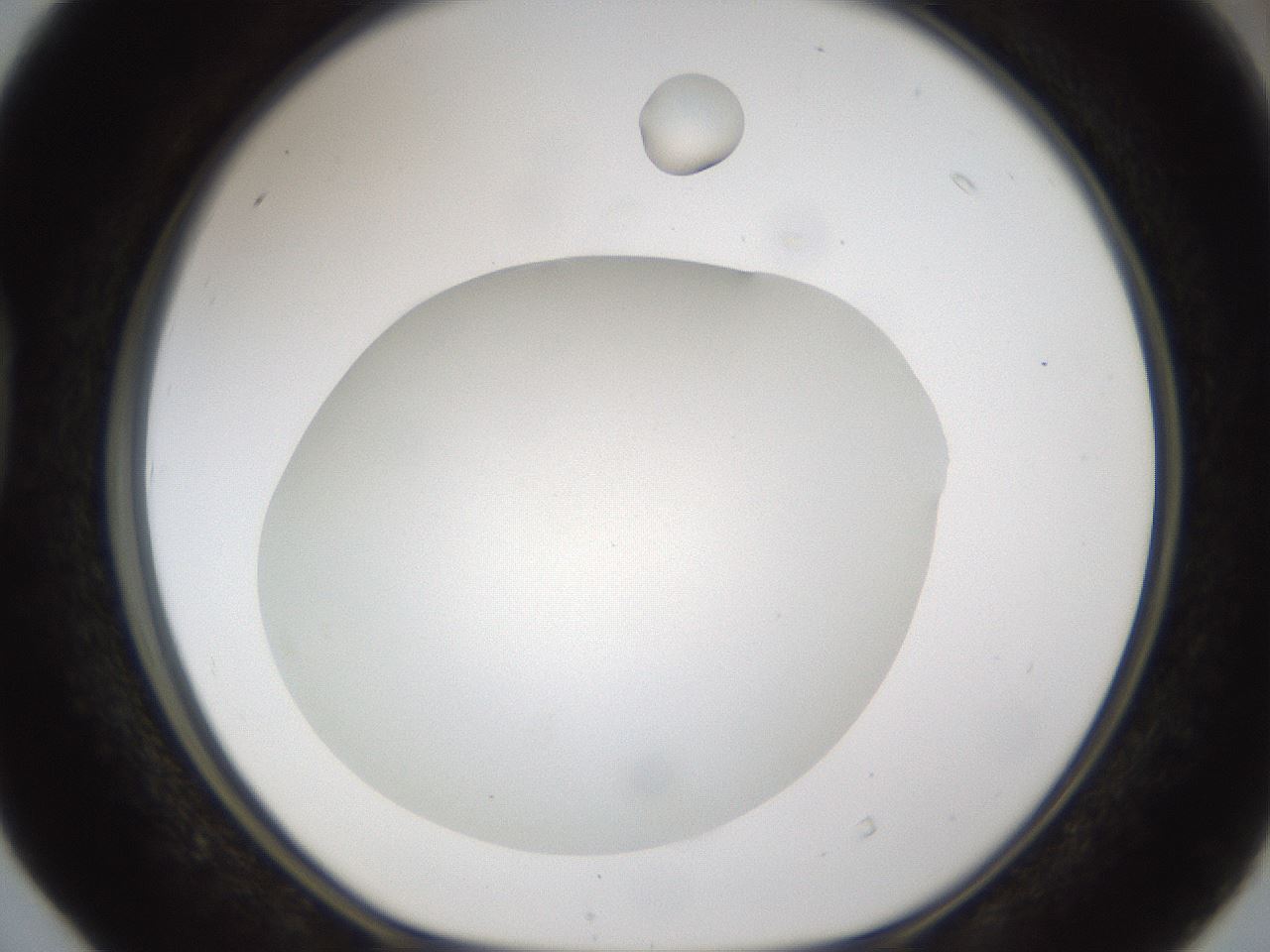 folderID285_plateID1285_batchID4276_wellNum40_profileID1_d1_r77407_ef.jpg