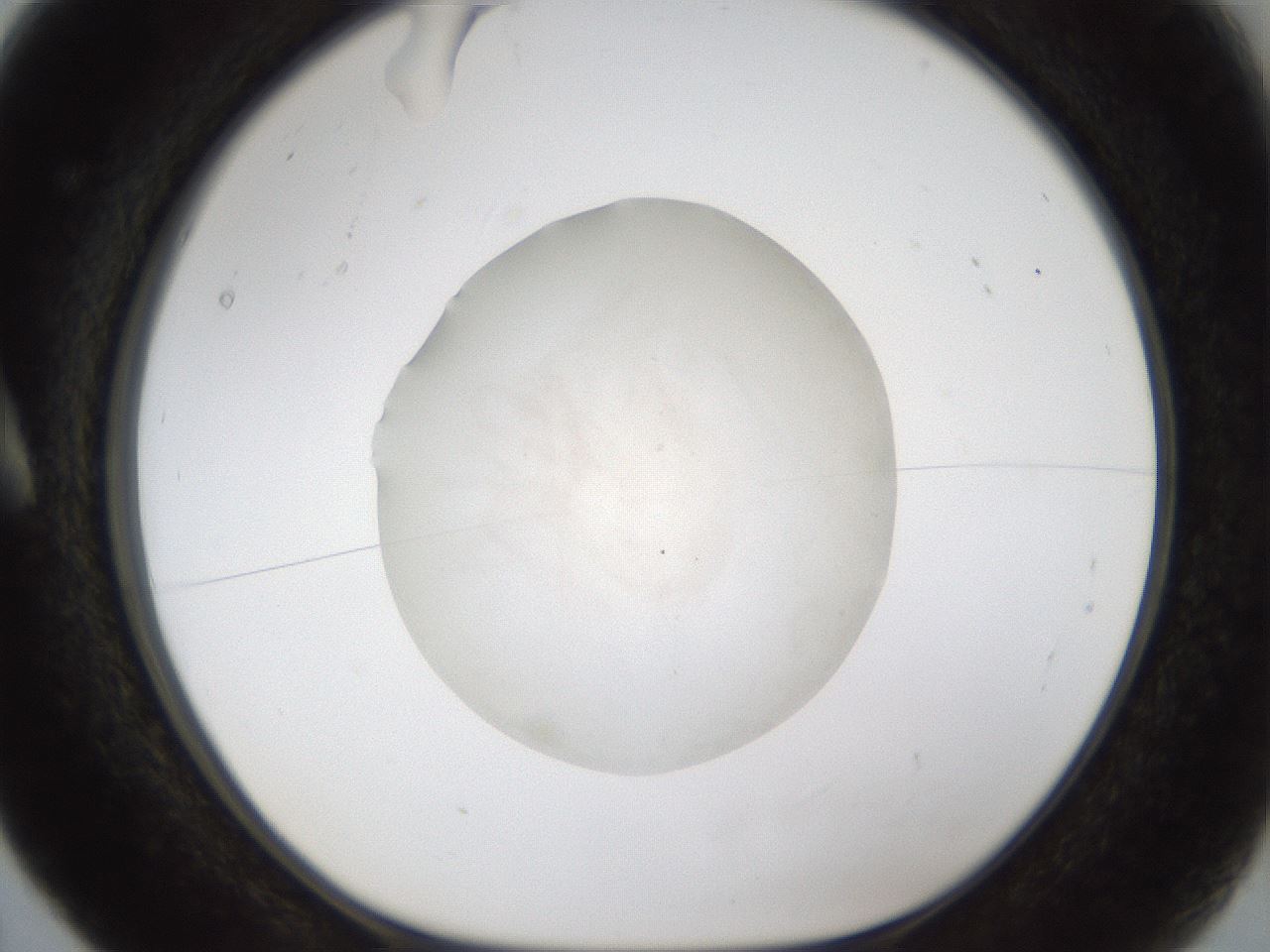 folderID285_plateID1285_batchID4276_wellNum5_profileID1_d1_r77372_ef.jpg
