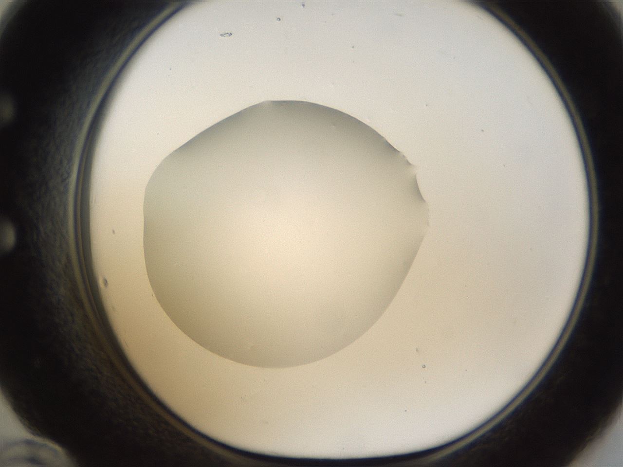 folderID285_plateID1285_batchID4276_wellNum60_profileID1_d1_r77427_ef.jpg