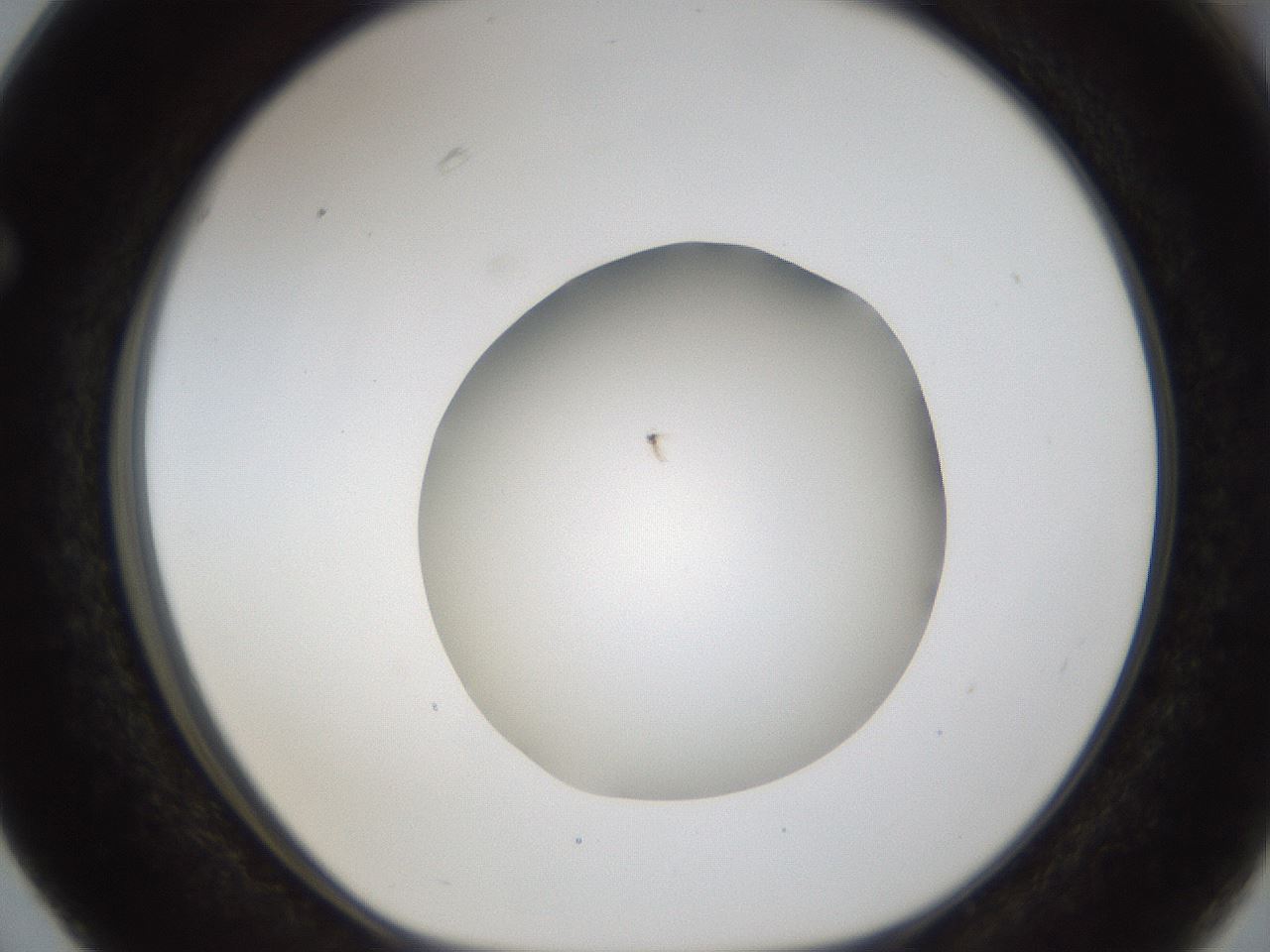 folderID285_plateID1285_batchID4276_wellNum63_profileID1_d1_r77430_ef.jpg