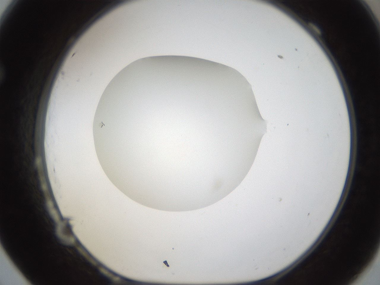 folderID285_plateID1285_batchID4276_wellNum69_profileID1_d1_r77436_ef.jpg