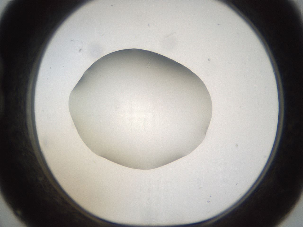 folderID285_plateID1285_batchID4276_wellNum21_profileID1_d1_r77388_ef.jpg