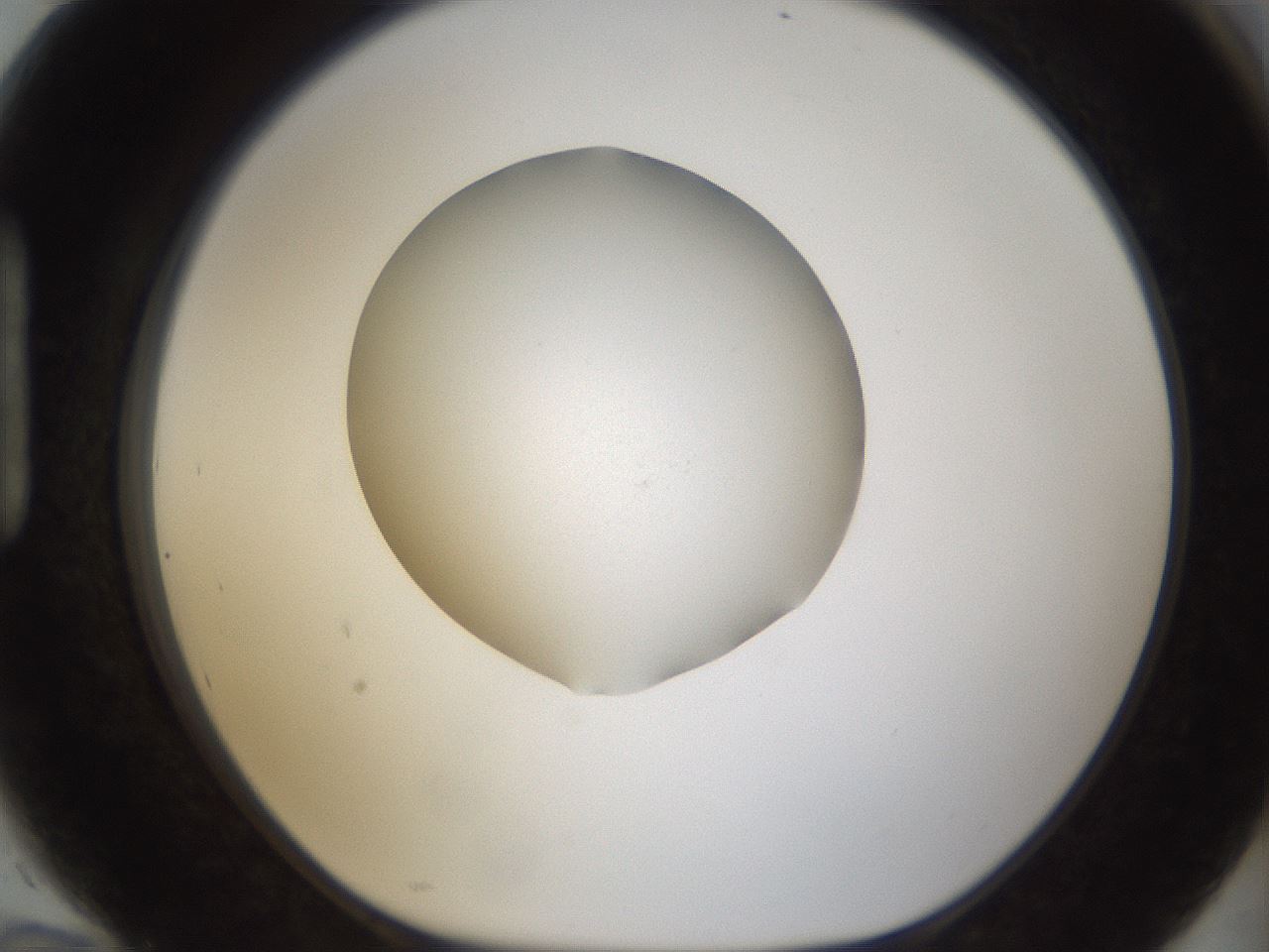 folderID285_plateID1285_batchID4276_wellNum94_profileID1_d1_r77461_ef.jpg