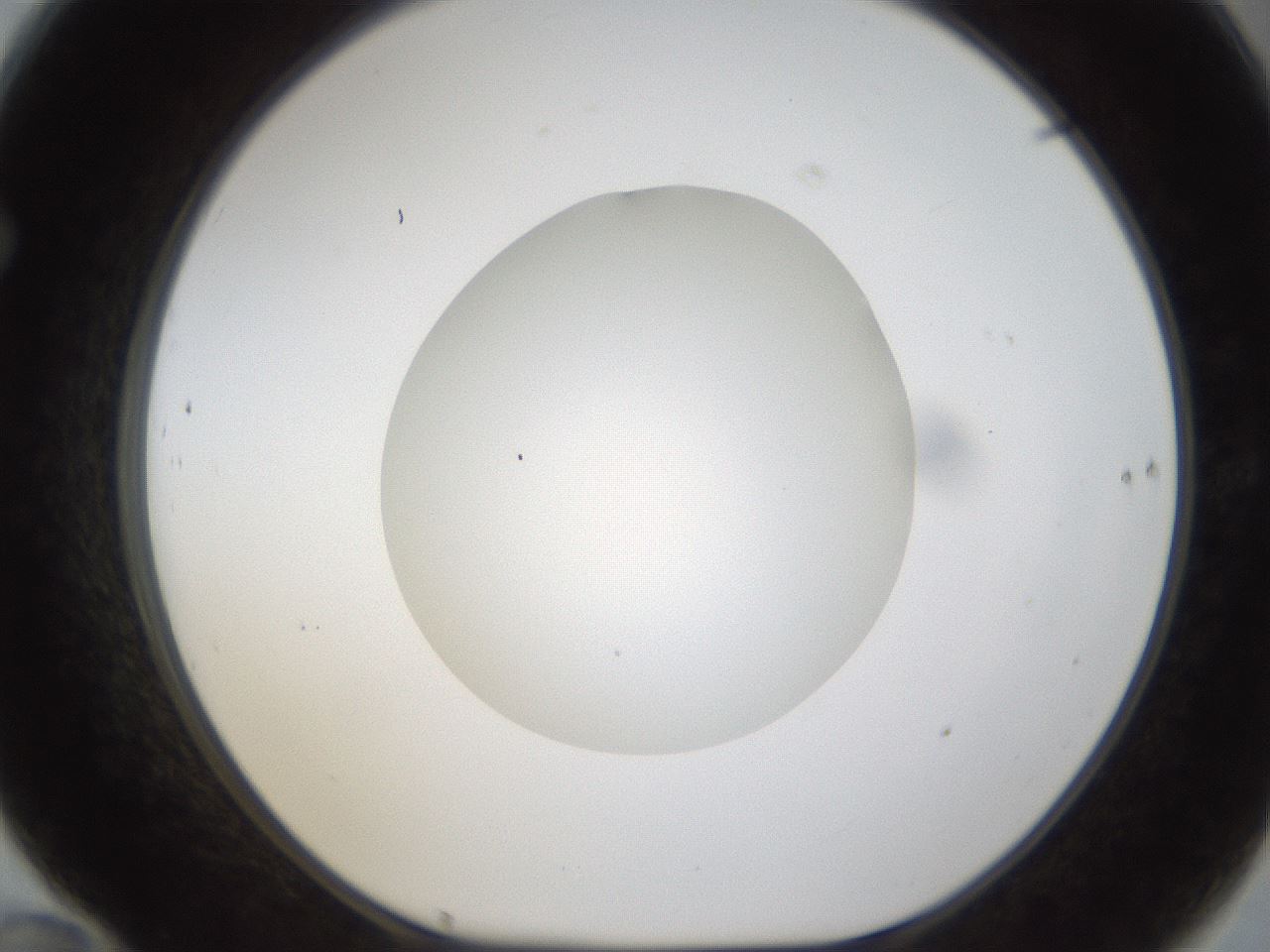 folderID285_plateID1285_batchID4276_wellNum70_profileID1_d1_r77437_ef.jpg