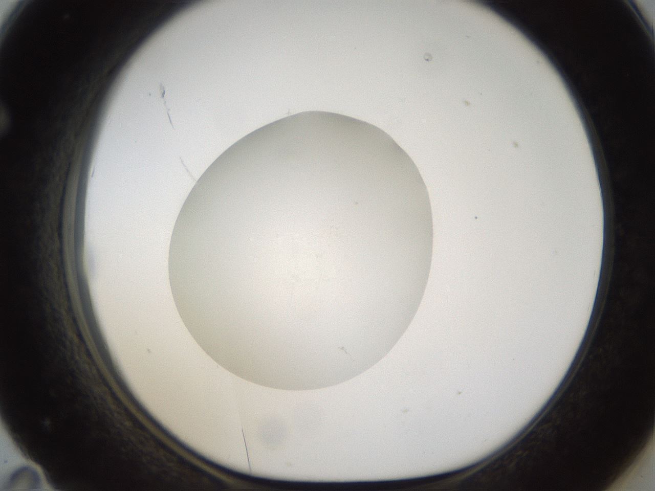 folderID285_plateID1285_batchID4276_wellNum71_profileID1_d1_r77438_ef.jpg