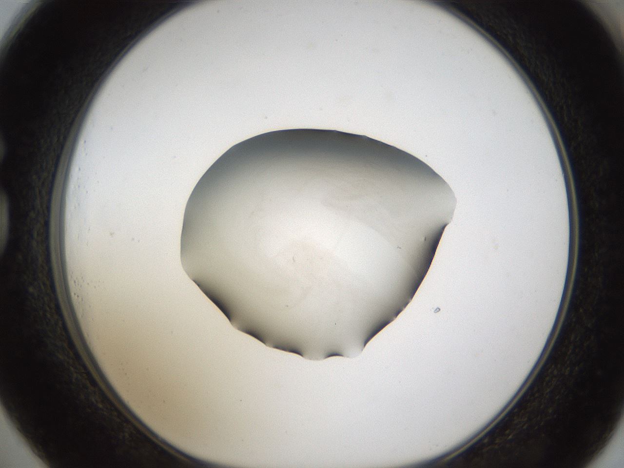 folderID285_plateID1285_batchID4276_wellNum73_profileID1_d1_r77440_ef.jpg