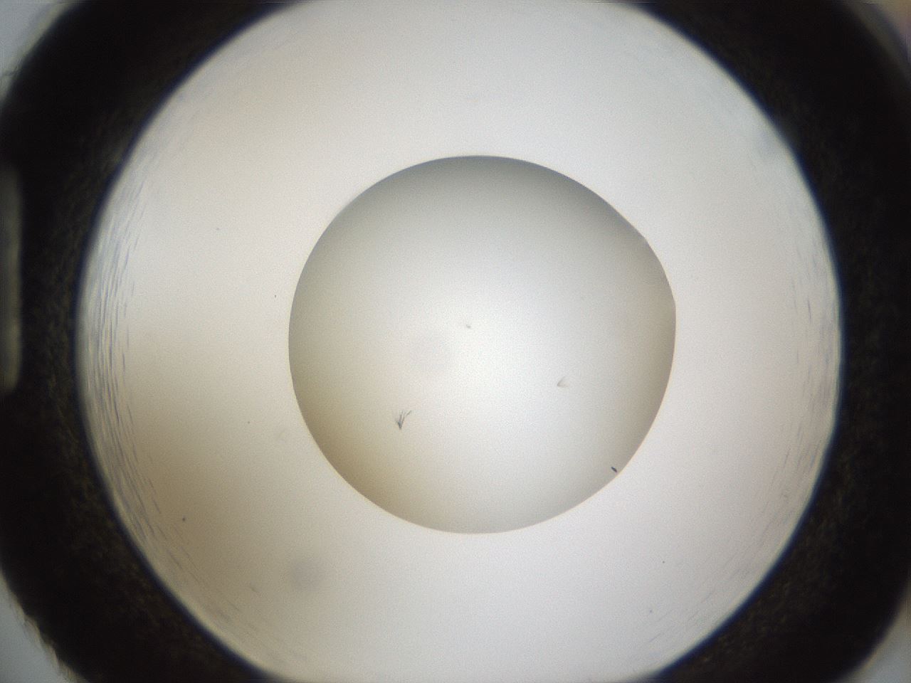 folderID285_plateID1285_batchID4276_wellNum86_profileID1_d1_r77453_ef.jpg