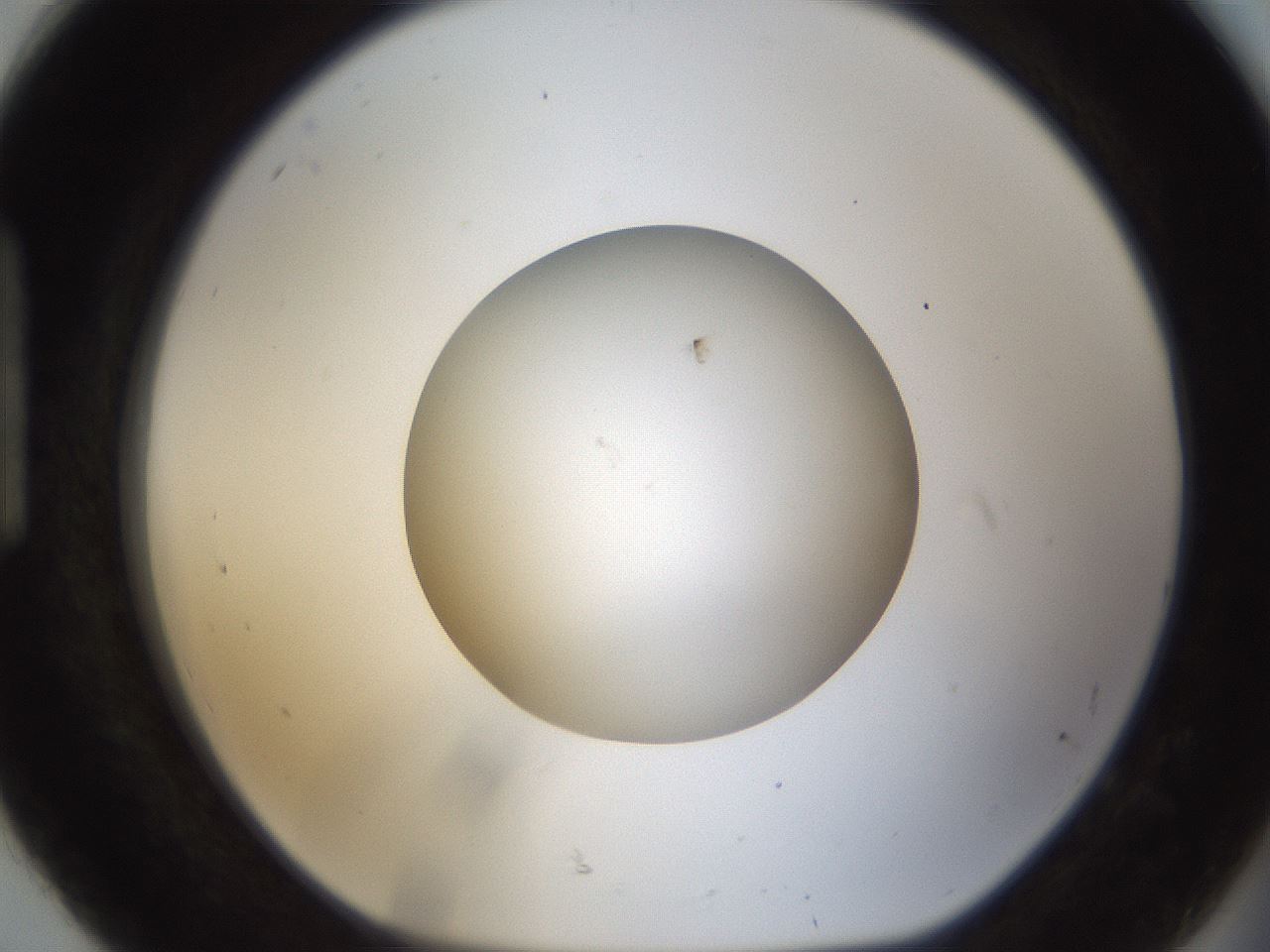 folderID285_plateID1285_batchID4276_wellNum92_profileID1_d1_r77459_ef.jpg