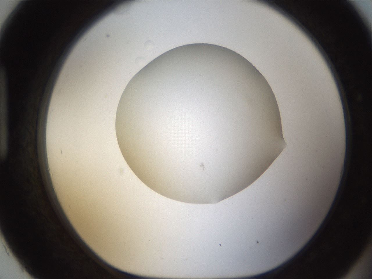 folderID285_plateID1285_batchID4276_wellNum93_profileID1_d1_r77460_ef.jpg