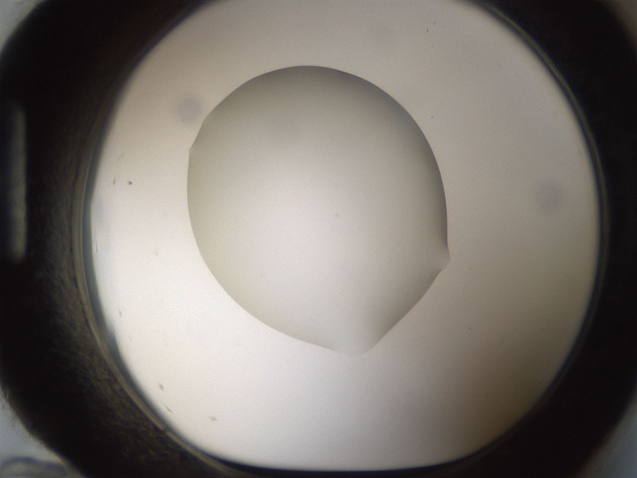 folderID285_plateID1285_batchID4276_wellNum96_profileID1_d1_r77463_ef.jpg