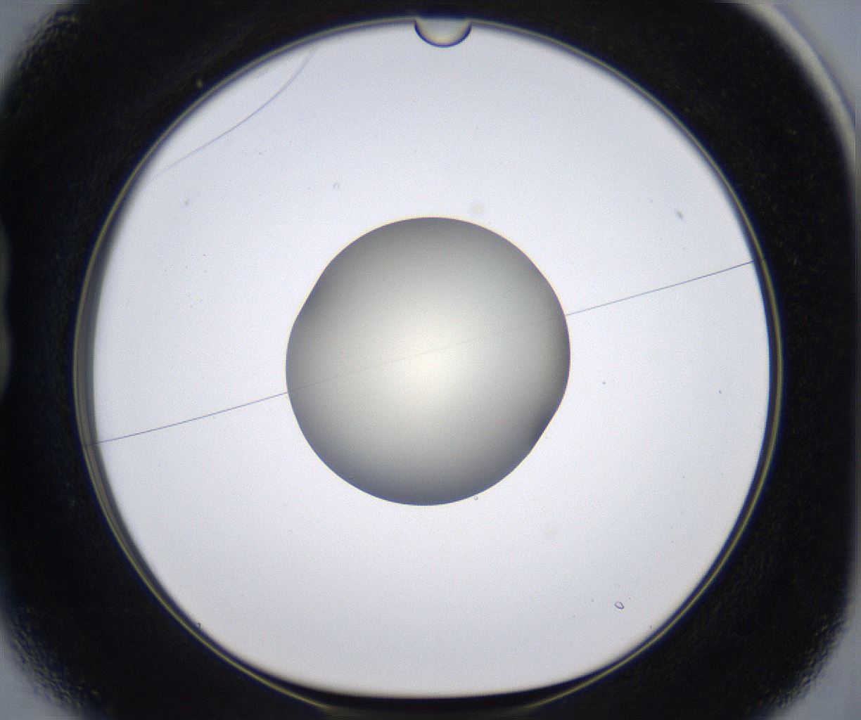 folderID285_plateID2285_batchID10813_wellNum13_profileID1_d1_r159706_ef.jpg