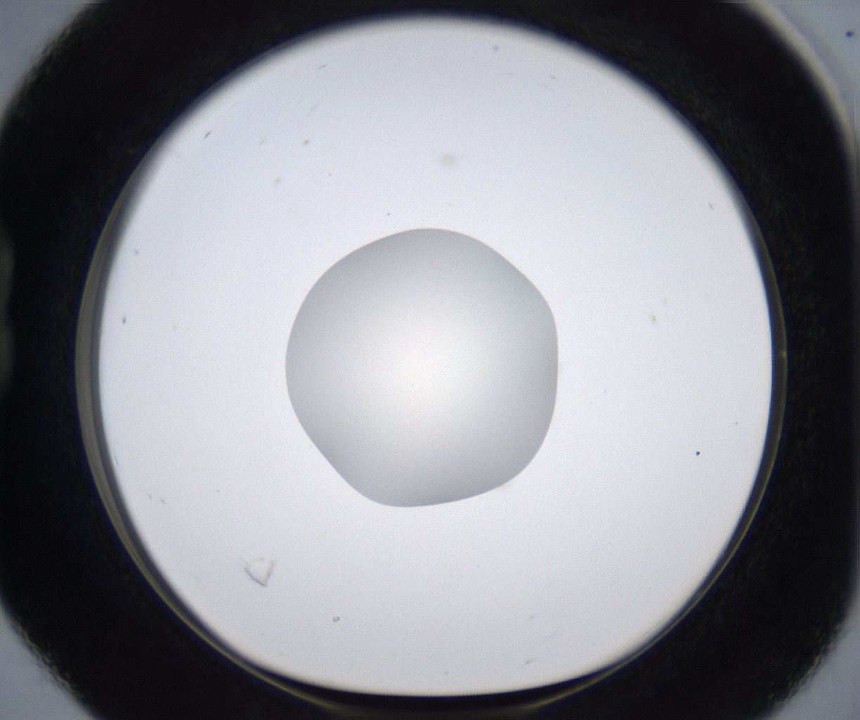 folderID285_plateID2285_batchID10813_wellNum16_profileID1_d1_r159709_ef.jpg