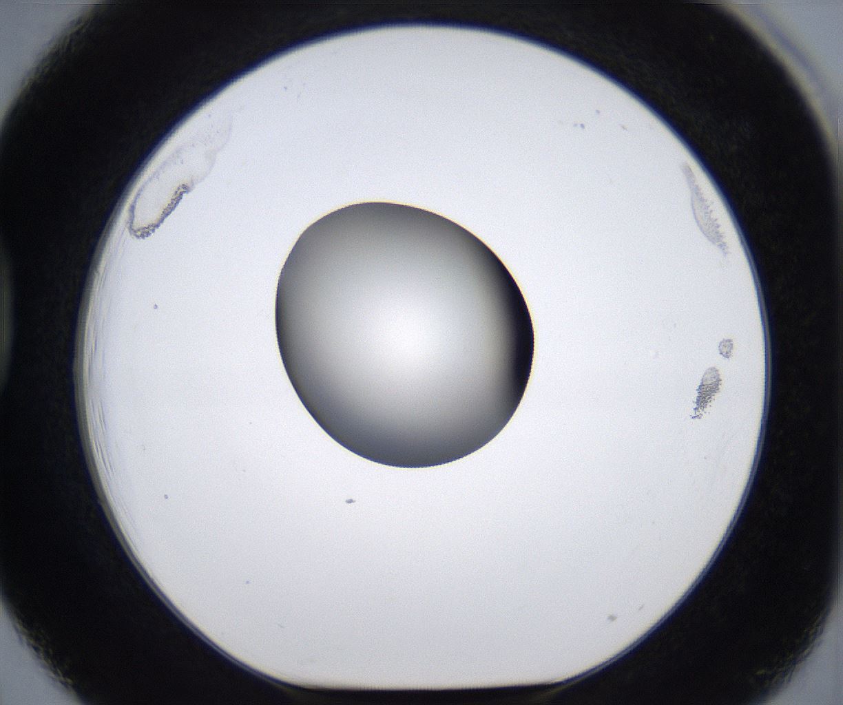 folderID285_plateID2285_batchID10813_wellNum39_profileID1_d1_r159732_ef.jpg