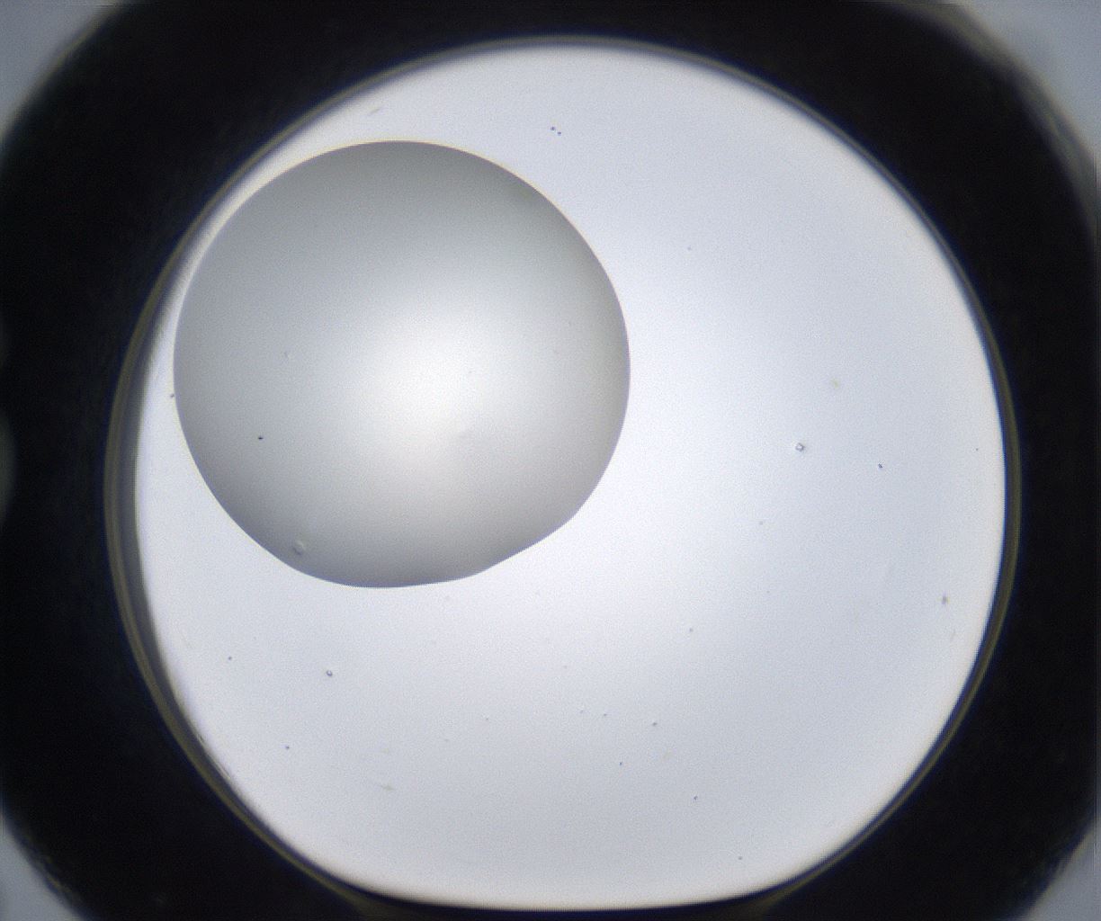 folderID285_plateID2285_batchID10813_wellNum79_profileID1_d1_r159772_ef.jpg