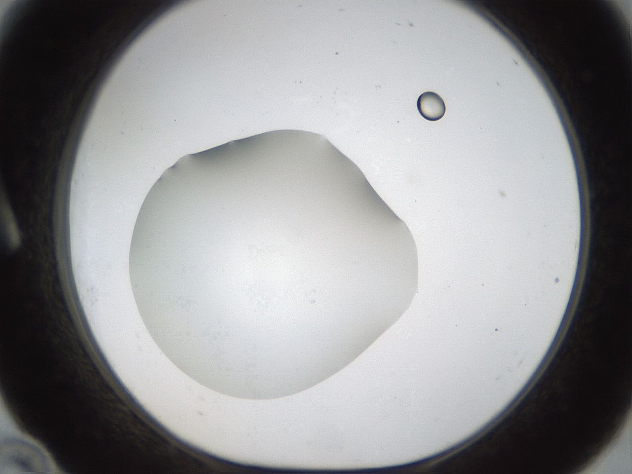 folderID286_plateID1286_batchID4278_wellNum10_profileID1_d1_r77569_ef.jpg